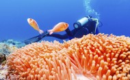 海底美丽珊瑚图片(11张)