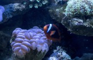海底珊瑚图片(6张)
