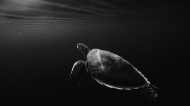 海里的海龟图片(8张)