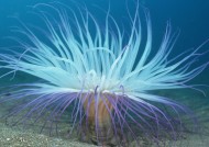 奇幻的海底生物图片(44张)
