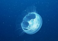 海洋动物图片(68张)