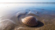 海边的贝壳图片(10张)