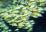 海底生物图片(81张)