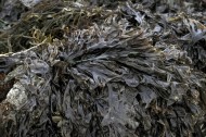 海藻图片(8张)