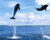 海豚图片(40张)