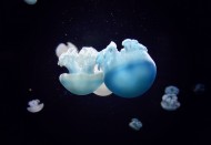 可爱的水母图片(20张)