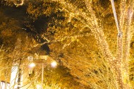 日本表参道的照明灯图片(10张)