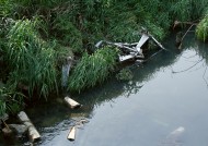 水污染图片(19张)