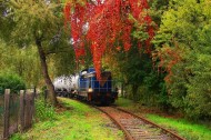 穿过秀丽风景的观光火车图片(23张)
