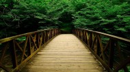 丛林中的木桥图片(22张)