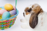 复活节兔子图片(27张)