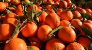 新鲜的橘子图片(14张)