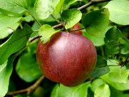 树上成熟的苹果图片(10张)