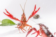 红色的小龙虾图片(9张)
