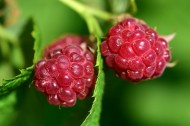 挂在枝头的树莓图片(17张)