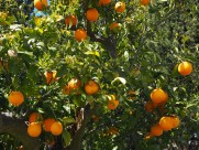 树枝上的橘子图片(14张)
