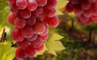 秋天的果实葡萄图片(9张)
