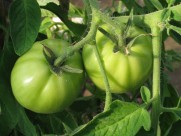 未成熟的西红柿图片(7张