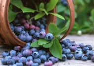 丰收蓝莓图片(11张)