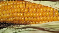 饱满的玉米图片(12张)