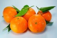 新鲜好看的橘子图片(14张)