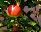 树上的红苹果图片(10张)
