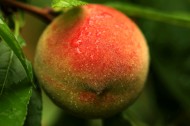 树上的桃子图片(8张)