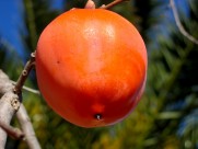 火红的柿子图片(13张)