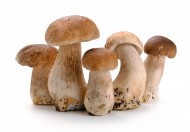 可食用蘑菇图片(12张)