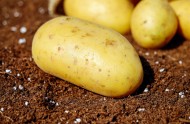 新鲜的土豆高清图片(12张)