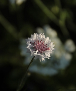 矢車菊唯美植物花卉
