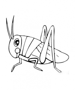 蚂蚱（蝗虫）简笔画图片 幼儿简笔画图片大全 昆虫简笔画图片