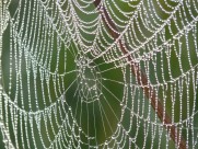 带水珠的蜘蛛网图片(15张)