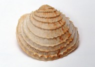 贝壳化石图片(35张)