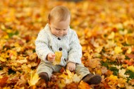 坐在枫叶上玩耍的可爱小男孩图片(11张)