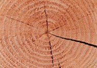 树木粗糙纹理图片(14张)