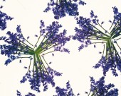对称的植物花卉背景图片(19张)