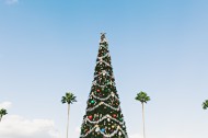 装饰精美的圣诞树图片(11张)