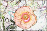 素描花卉图片(9张)