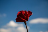 铁艺红色罂粟花图片(10张)
