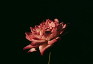 暗调花朵摄影图片(10张)