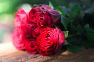 火红色的玫瑰花图片(15张)