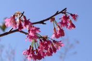 粉色樱花图片(11张)