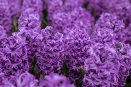 紫色风信子图片(8张)