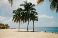 热带树木椰子树图片(16张)