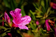 紫色杜鹃花图片(13张)