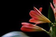优雅君子兰花卉图片(9张)