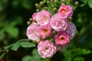 英国国花玫瑰图片(13张)