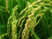 即将丰收的水稻图片(17张)