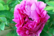 富贵牡丹花卉图片(13张)